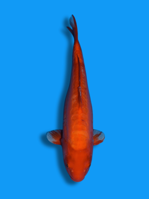 Doitsu Beni Karashigoi | Koi&Co.